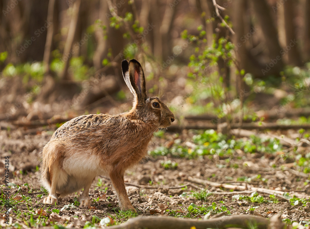 Fototapeta premium Brown hare in the forest