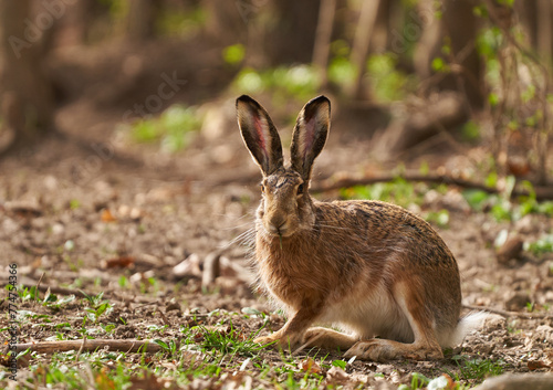 Brown hare in the forest