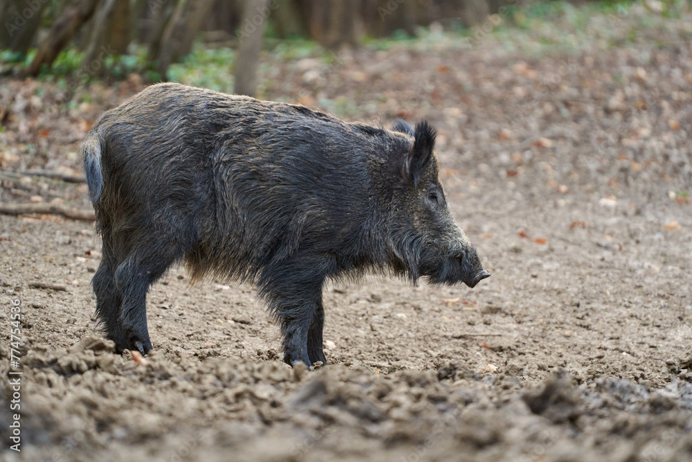 Big wild hog in the forest rooting Big wild hog in the forest rooting