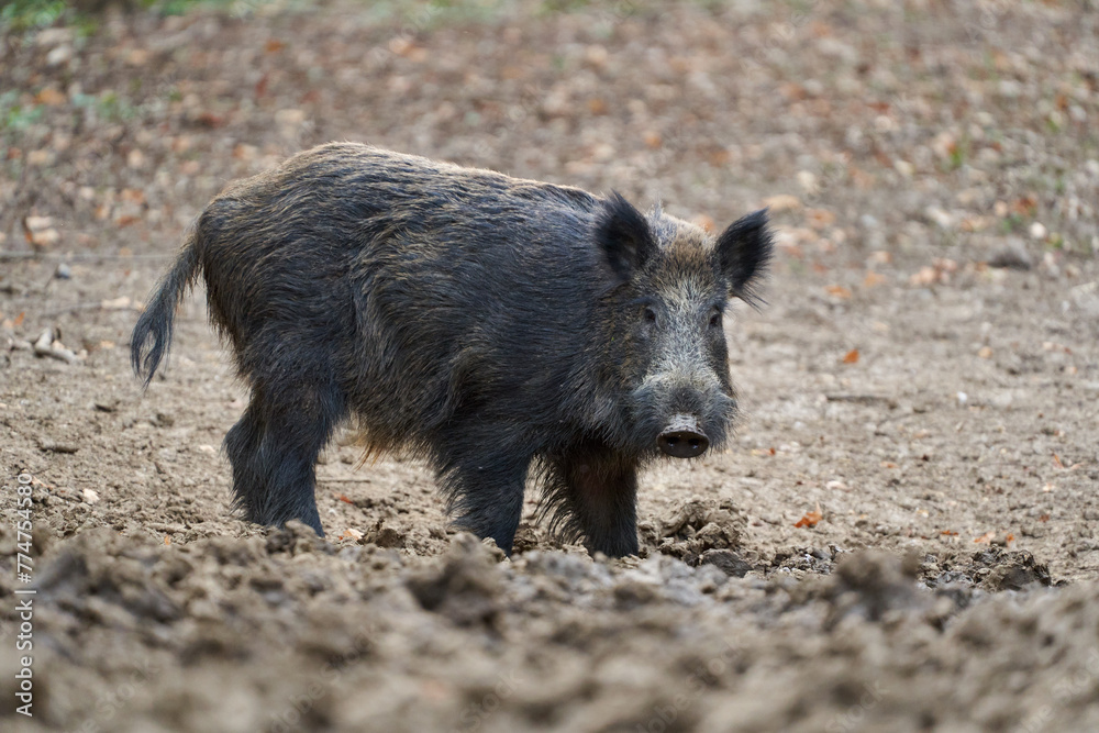 Big wild hog in the forest rooting Big wild hog in the forest rooting