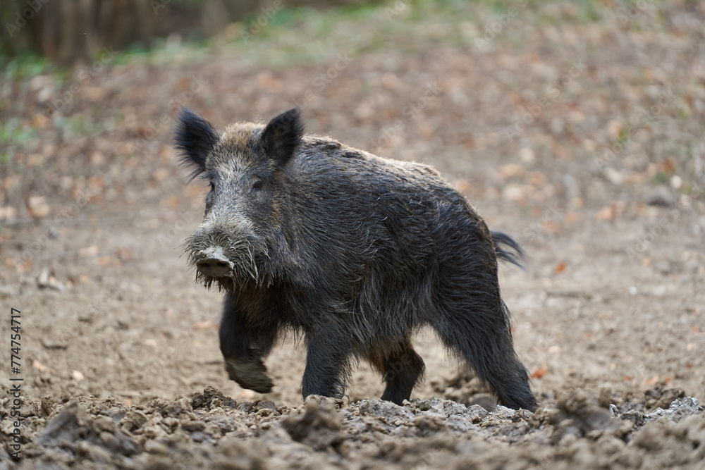 Big wild hog in the forest rooting Big wild hog in the forest rooting