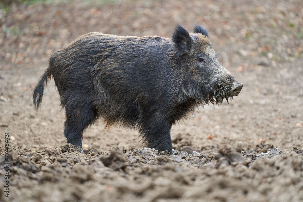 Big wild hog in the forest rooting Big wild hog in the forest rooting