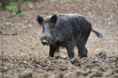 Big wild hog in the forest rooting