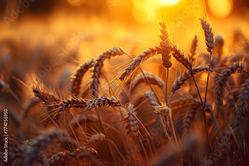  Golden wheat field under a colorful sunset sky