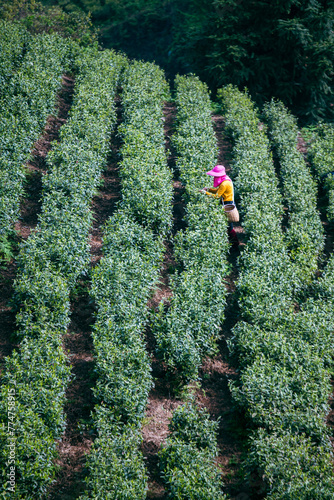 tea plantation photo