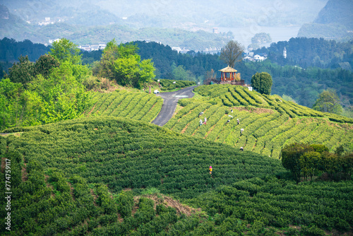 tea plantation