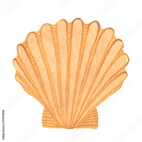 Seashell watercolor illustration isolated on white background.