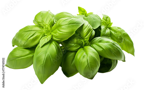 A cluster of vibrant green basil leaves gracefully arranged on a plain white backdrop