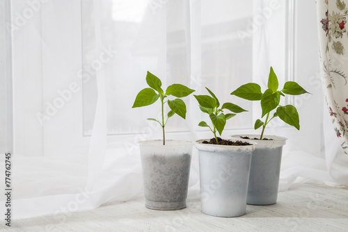 Young seedlings of peppers on the windowsill. Ecological cultivation of home pepper seedlings in winter and early spring. Reusing disposable plastic utensils