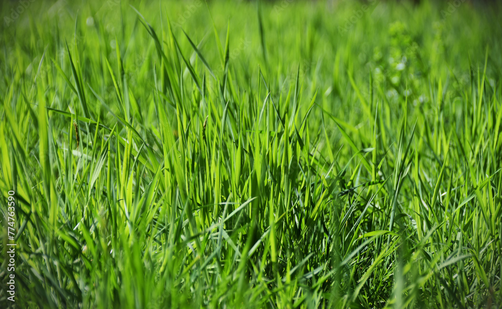 The golden rays of the sun dance on the expanses of a field of young tall grass, coloring the world with bright colors of life. The golden rays of the sun dance on the expanses of a field of young tall grass, coloring the world with bright colors of life.