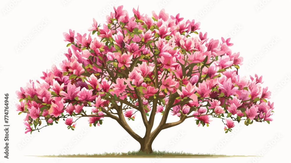 Pink magnolia soulangeana tree in bloom during spring