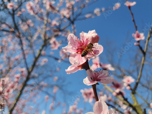 bee on peach flower