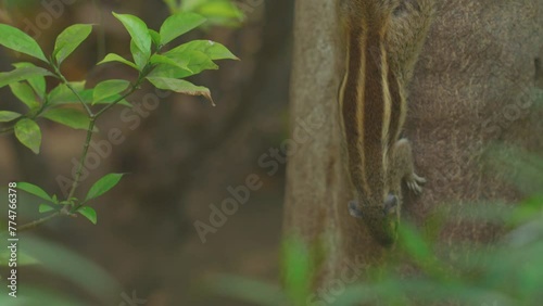 Indian palm squirrel feeding in tree. India. Indian palm squirrel or three-striped palm squirrel - Funambulus palmarum - is a species of rodent in the family Sciuridae found naturally in India (south photo