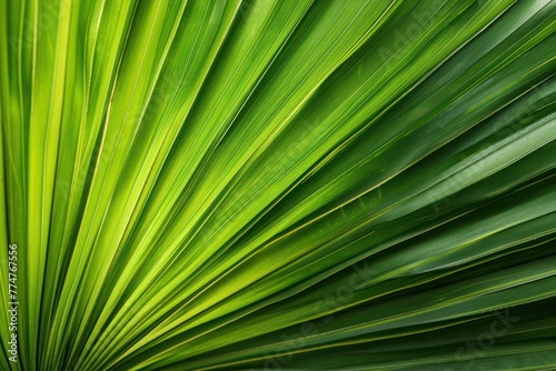 macro shot palm leaf texture natural tropical green leaf and water drop