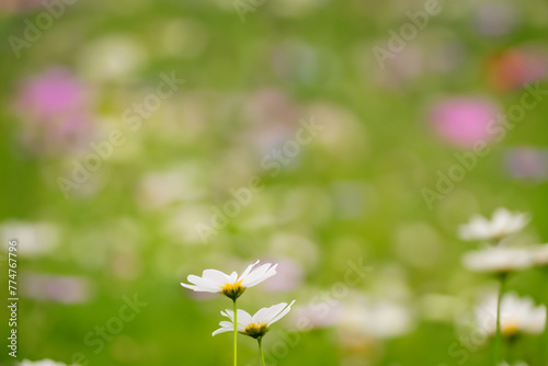 White daisies foreground a soft, dreamy meadow dotted with hints of color