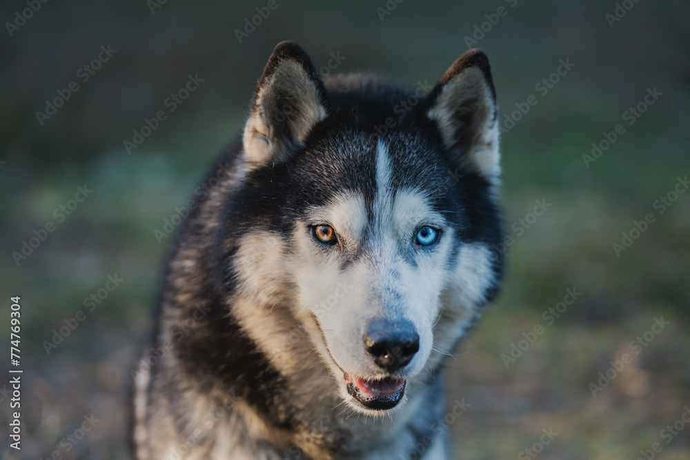 Beautiful siberian husky dog ​​with multi colored eyes in the forest, close-up photo.