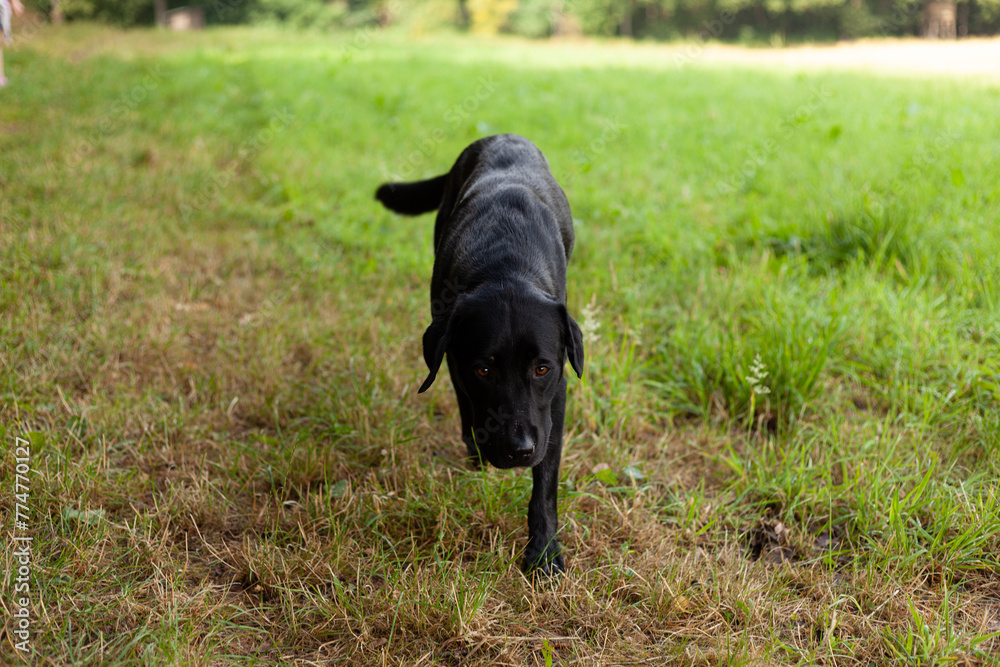 Black dog standing on the grass in the park. Selective focus. Black dog standing on the grass in the park. Selective focus.