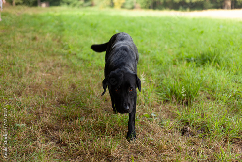 Black dog standing on the grass in the park. Selective focus.