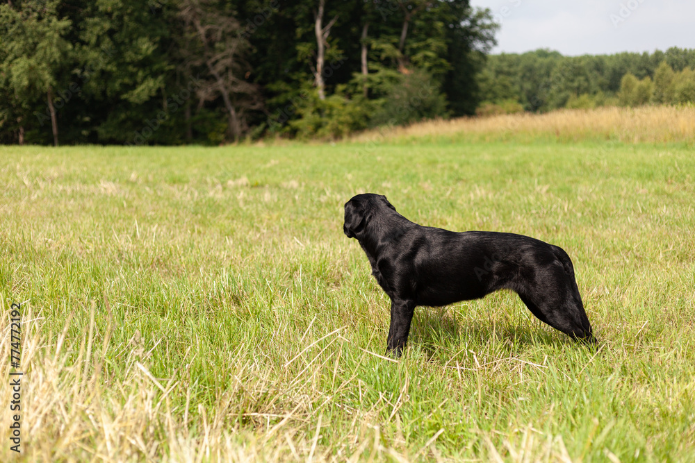 black labrador retriever dog standing in the field not looking at the camera black labrador retriever dog standing in the field not looking at the camera