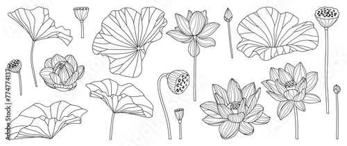 Lotus Vector element. lotus line arts design for packaging template, pattern design element, vintage background, luxury logo, beauty and cosmetic wallpaper vector illustration.