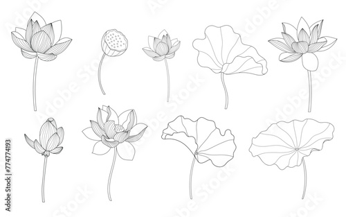 Lotus Vector element. lotus line arts design for packaging template, pattern design element, vintage background, luxury logo, beauty and cosmetic wallpaper vector illustration.