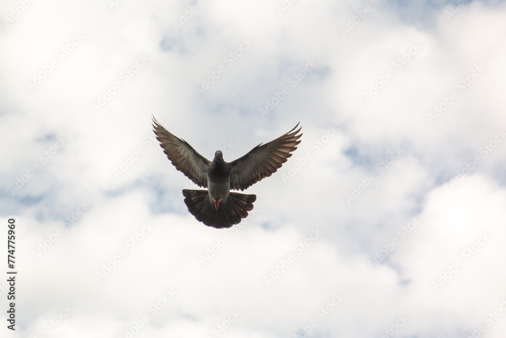 Obraz premium A pigeon in flight
