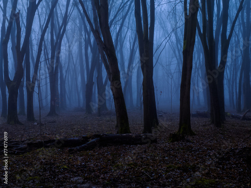 Spooky foggy forest at dusk. Dark silhouettes of trees. Gloomy mystical forest in autumn. Scary place. photo