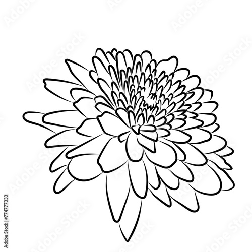 Fotografie Fleur de dahlia