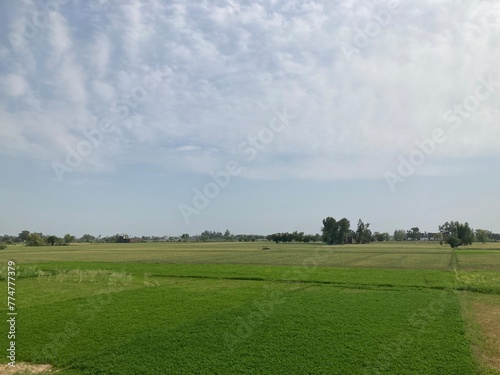 green field and sky © shani