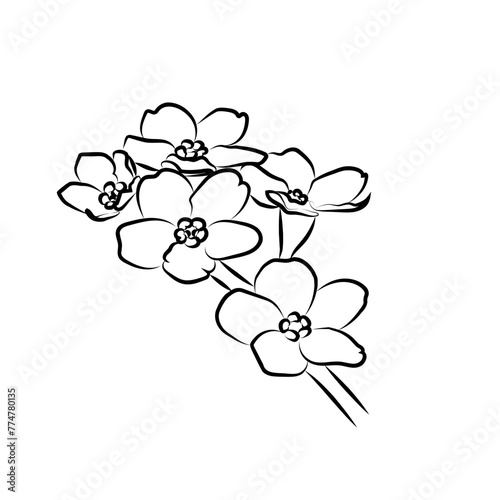 Fleurs de cerisier