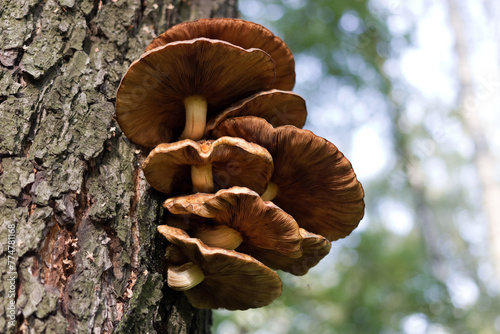  Edible winter mushroom polypore Flammulina velutipes photo