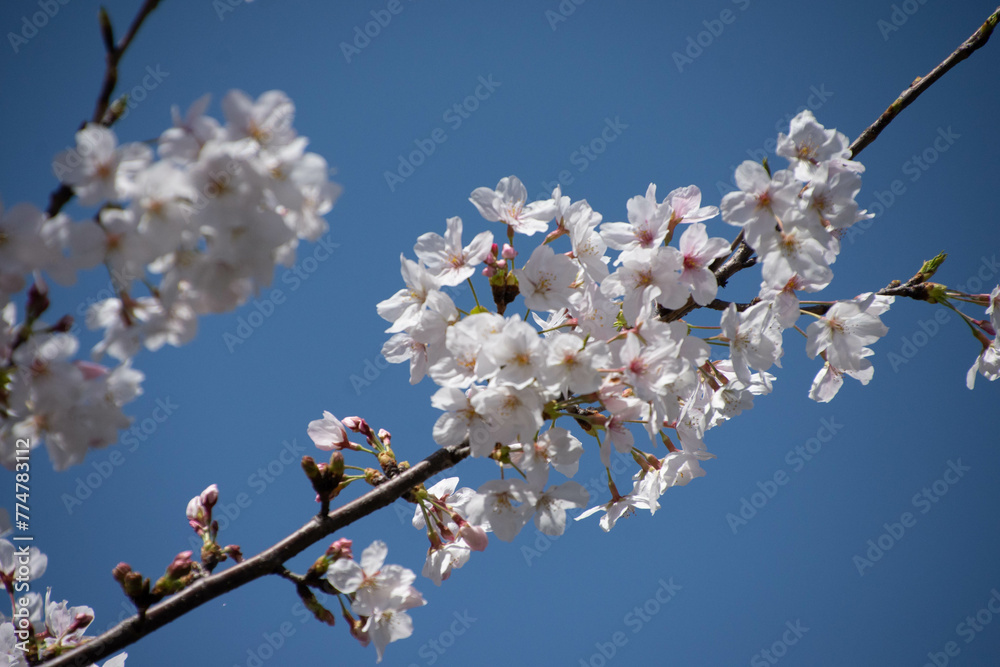 桜の枝 桜の枝