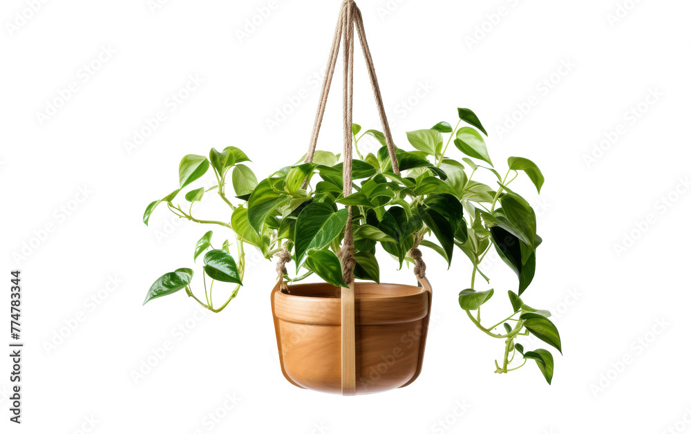 A potted plant gracefully hangs from a rope, swaying gently in the air