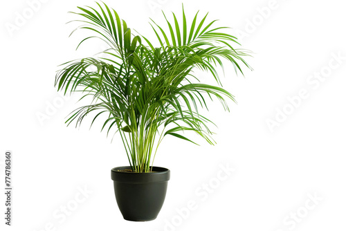 Areca Palm Plant On Transparent Background.