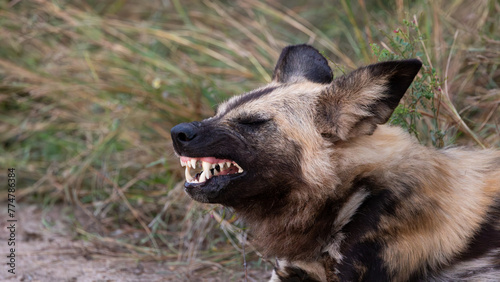 African wild dog- showing teeth
