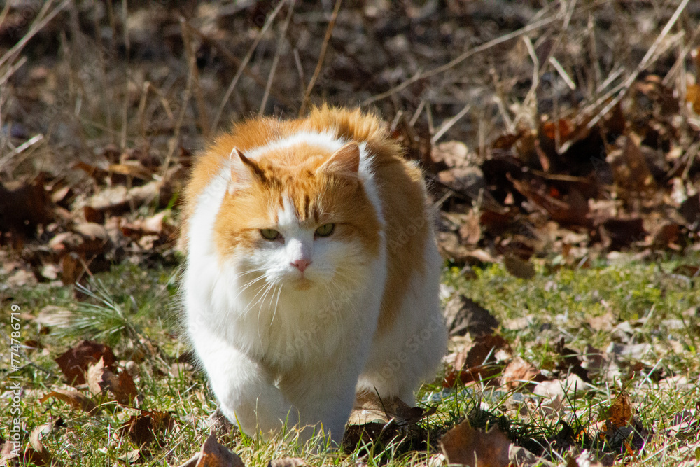 Close up of cat running towards you Close up of cat running towards you