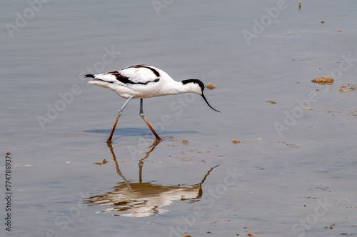 Photos Feeding Avocet