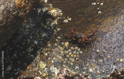 Wild red crab hiding in among the stones. Crabs have a sunbath on a rock near the sea.