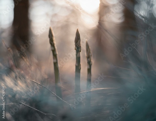 A close view of wild asparagus spears peeking out from underbrush in a forest, with the natural environment highlighting the foraging process