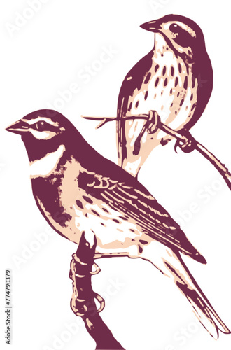 two birds on branch vector