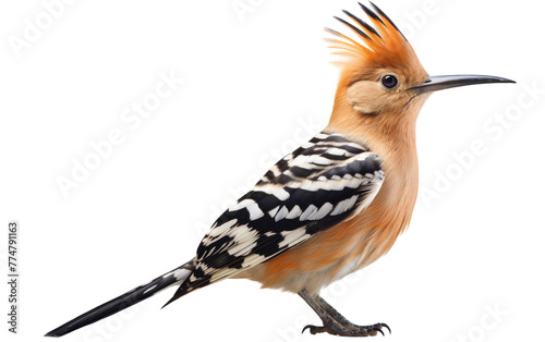 A stunning bird with orange and black feathers stands gracefully on a white surface