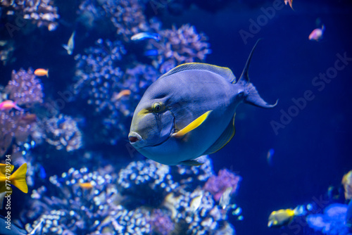 fish in aquarium, Yellowfin surgeonfish photo