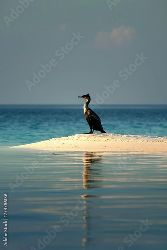 Bird Perched on Small Island in Ocean