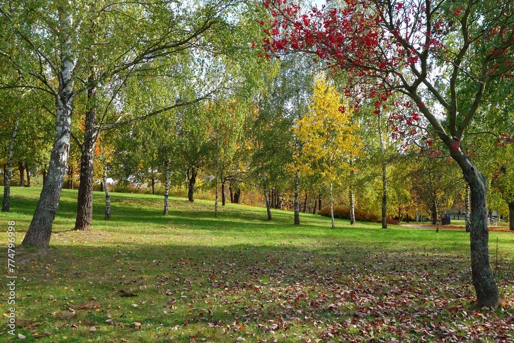 Naklejka premium View of trees with colorful leaves in the field photo taken in early fall