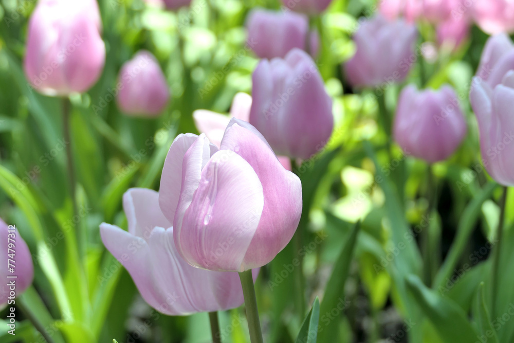 Tulips flower beautiful in garden plant