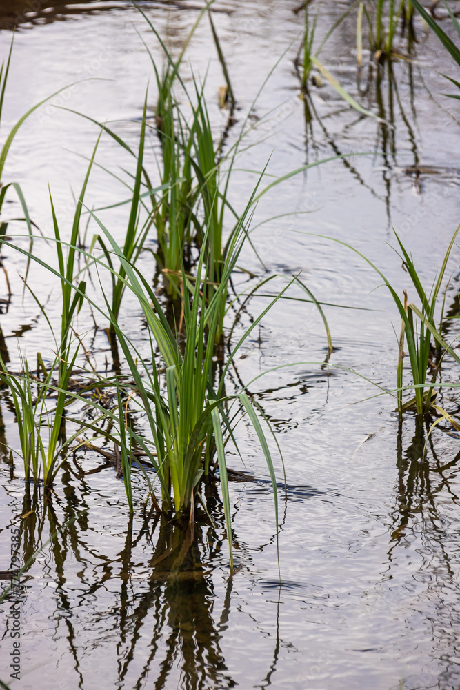 Water plants corn dog grass beside the river. Typha latifolia is also known as reed flower bulrush Water plants corn dog grass beside the river. Typha latifolia is also known as reed flower bulrush