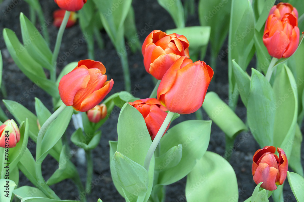 Fototapeta premium Tulips flower beautiful in garden plant