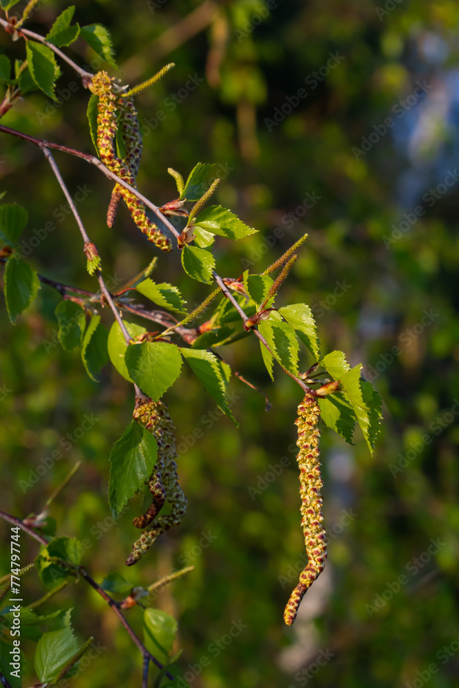 Close up view of flowering yellow catkins on a river birch tree betula nigra in spring, with blue sky background Close up view of flowering yellow catkins on a river birch tree betula nigra in spring, with blue sky background