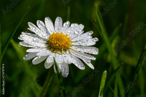 Macro image of dewy Daisy flower or Bellis perennis from Asteraceae family, close up of blooming spring meadow flowers photo