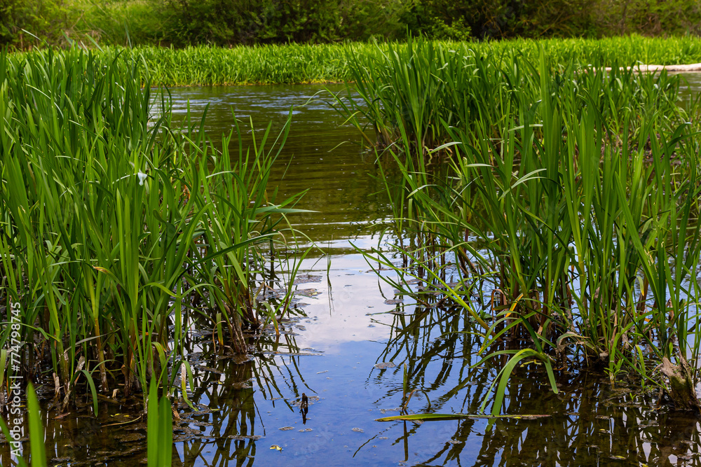 Water plants corn dog grass beside the river. Typha latifolia is also known as reed flower bulrush Water plants corn dog grass beside the river. Typha latifolia is also known as reed flower bulrush